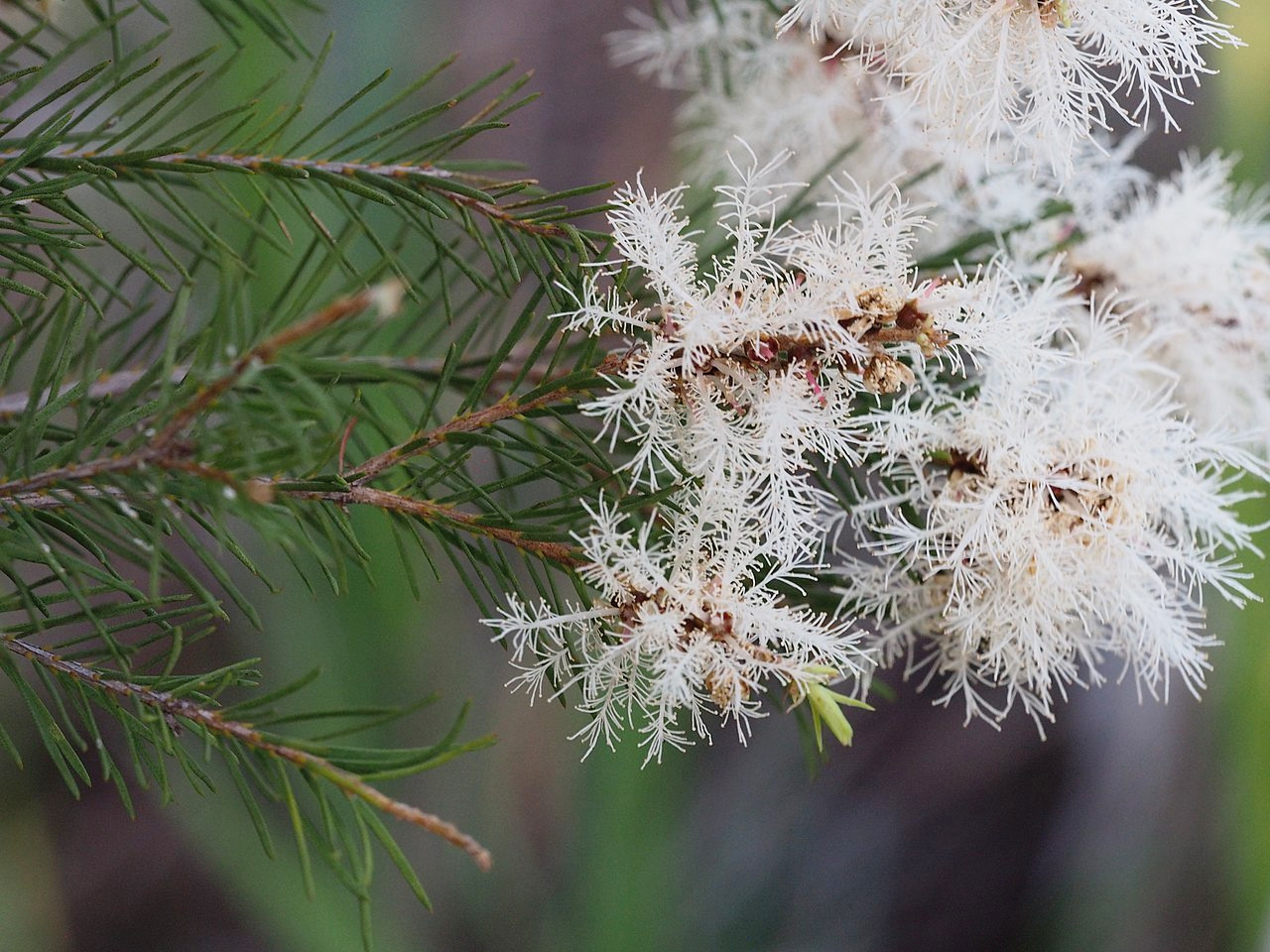 melaleuca_alternifolia_flowers.jpg