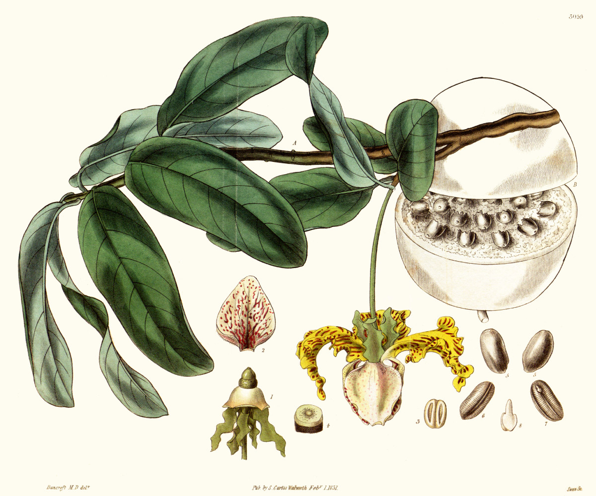 monodora_myristica.jpg