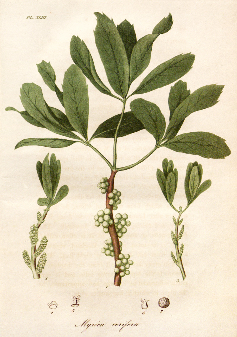 myrica_cerifera.jpg