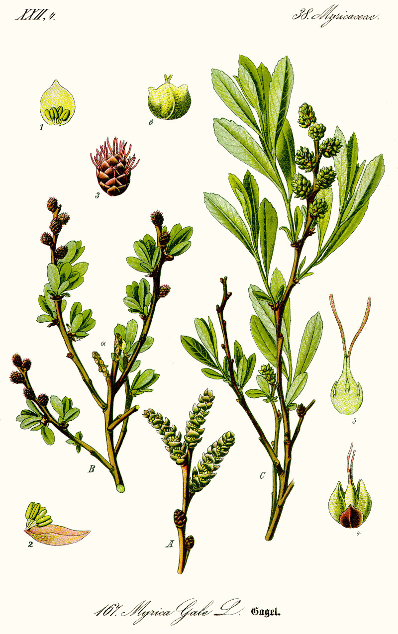 myrica_gale.jpg