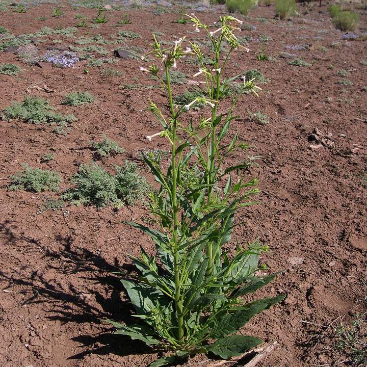 nicotiana-attenuata.jpg