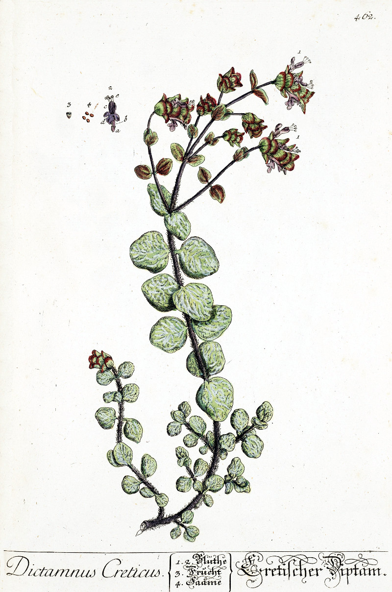 origanum_dictamnus.jpg