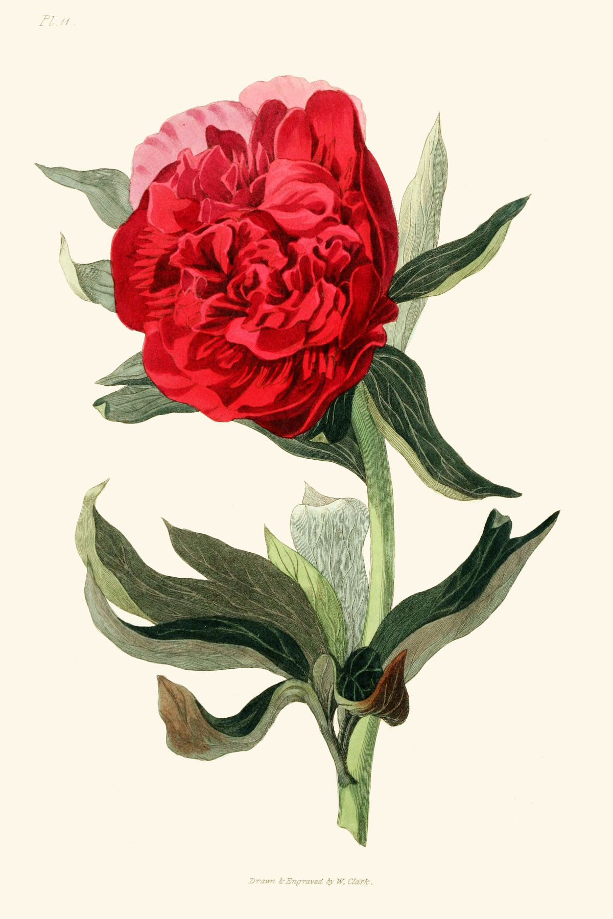 paeonia_officinalis.jpg