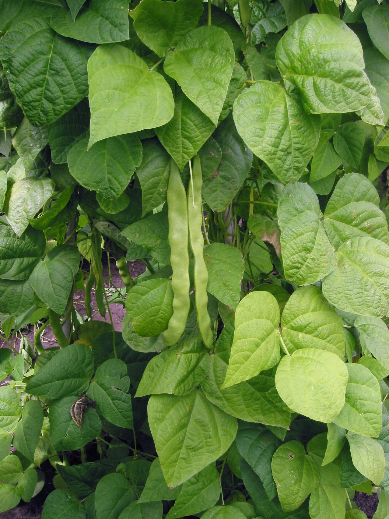 phaseolus_vulgaris_green.jpg
