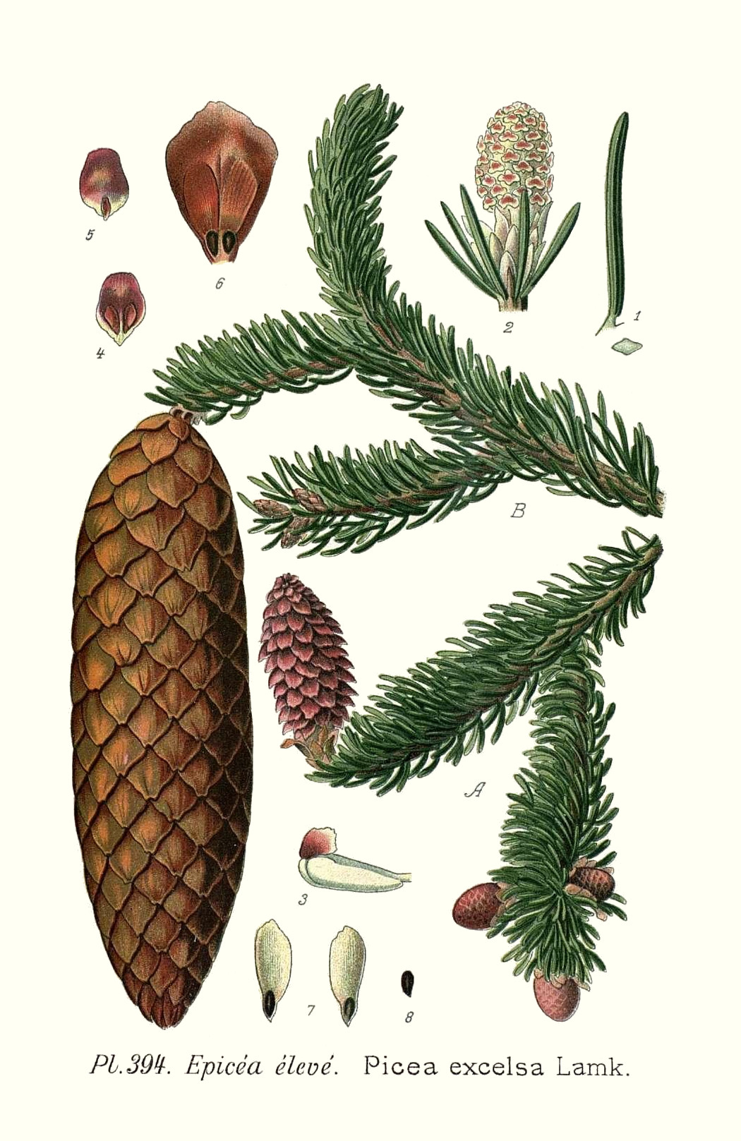 picea_excelsa.jpg