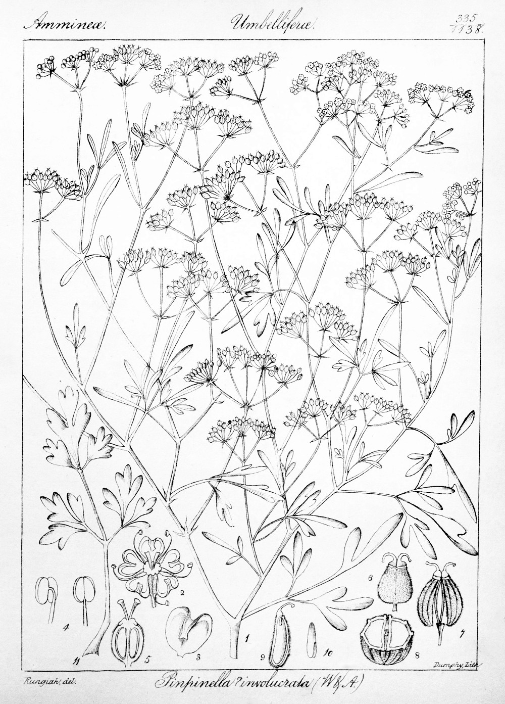 pimpinella_involucrata.jpg