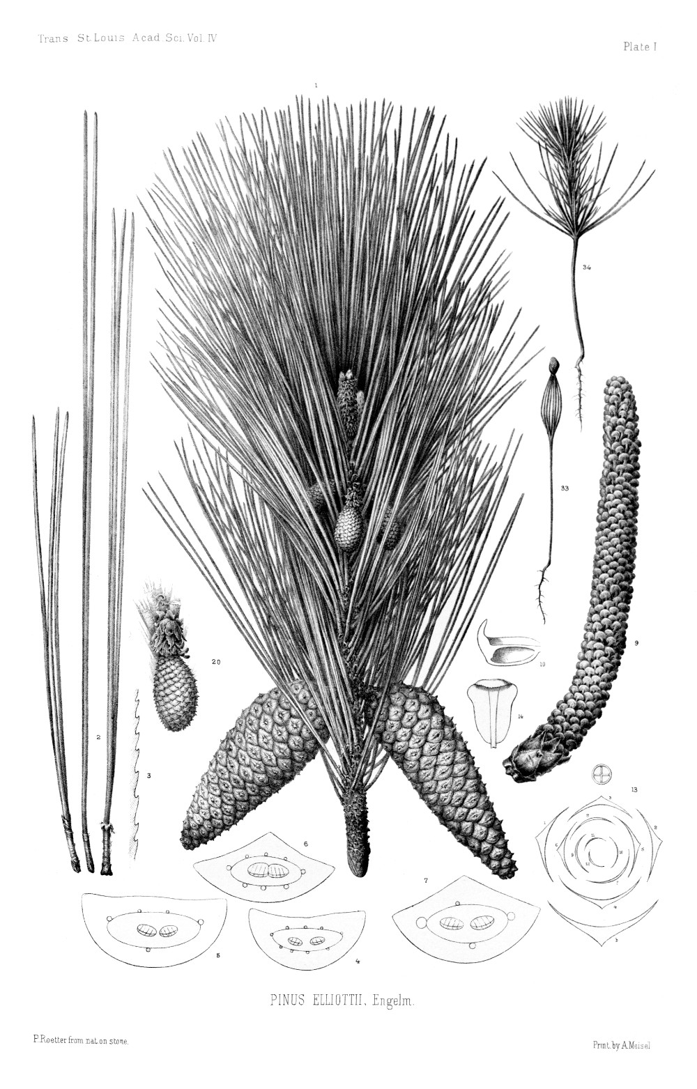 pinus_elliottii.jpg