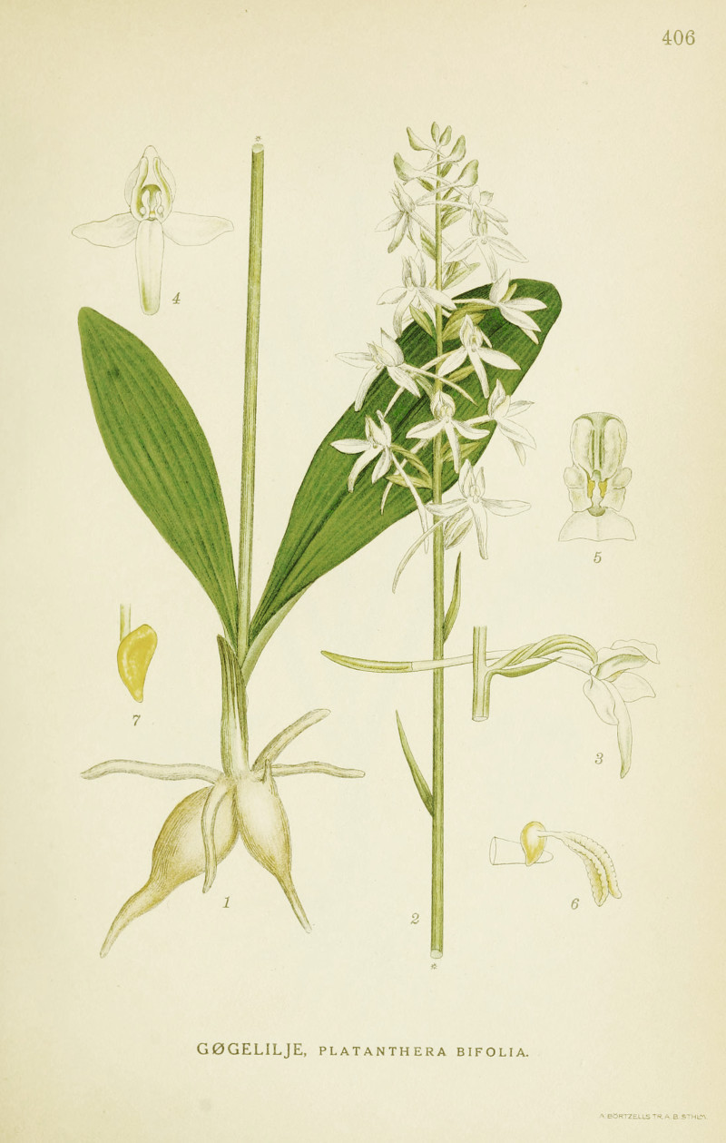 platanthera_b.jpg