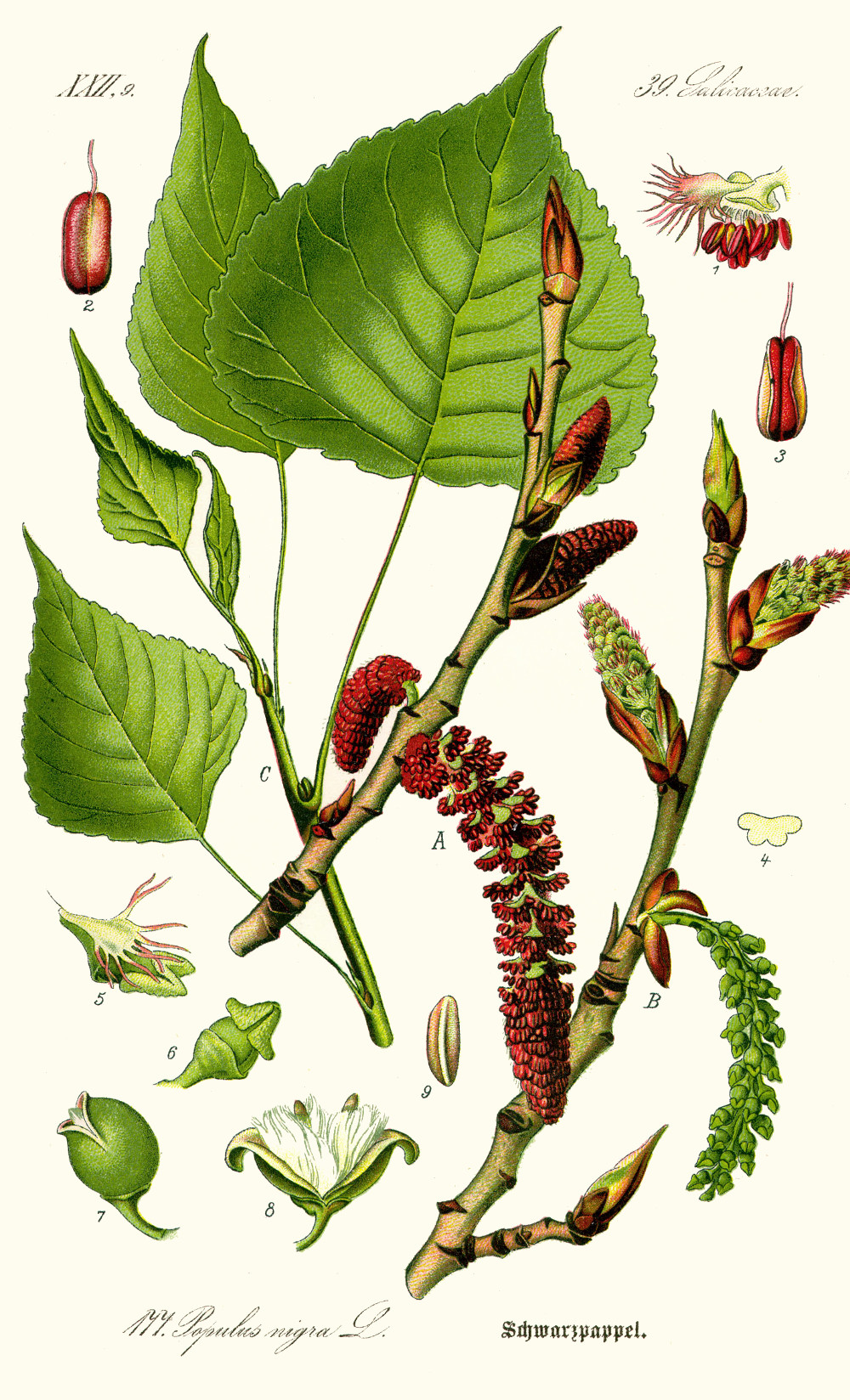 populus_nigra.jpg