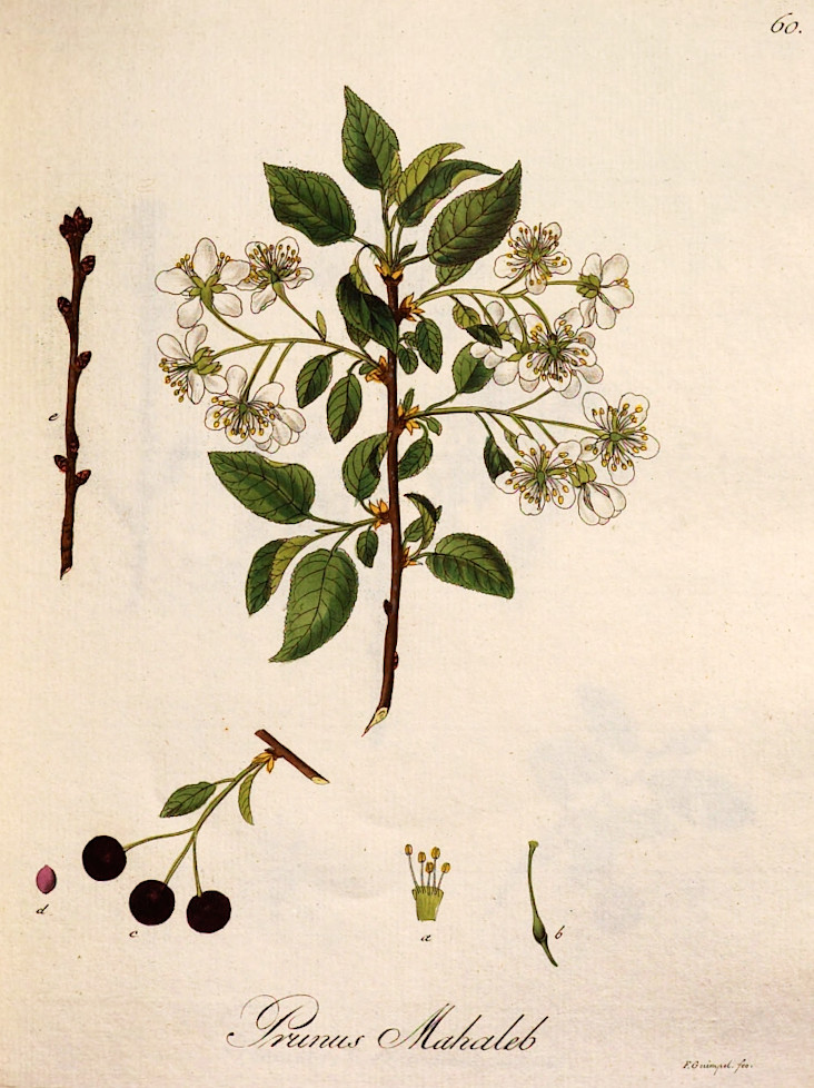 prunusmahaleb_adh1815.jpg
