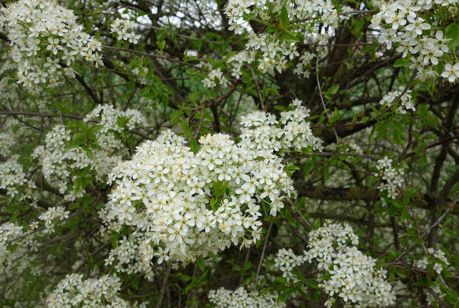prunusmahaleb_dsc07694.jpg
