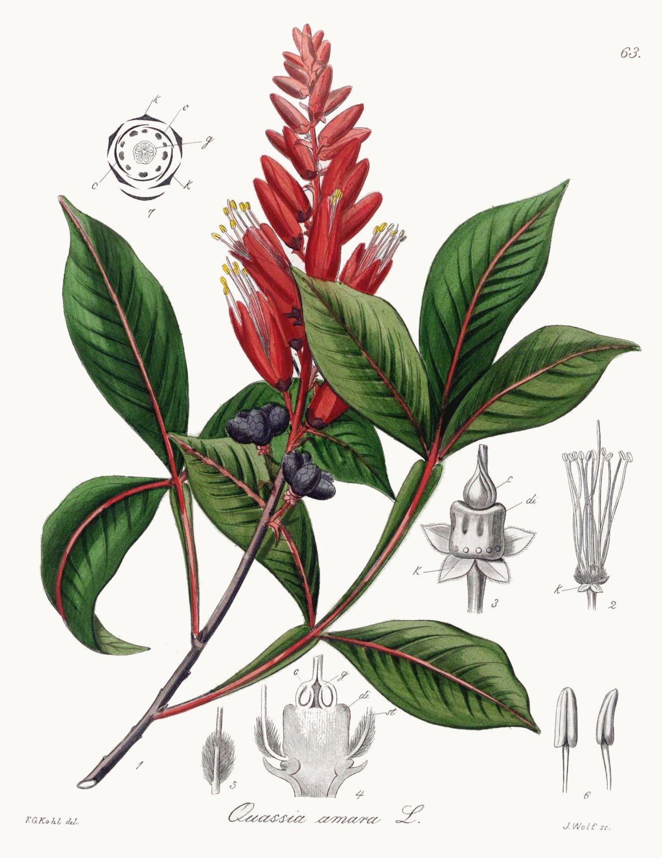 quassia_amara.jpg