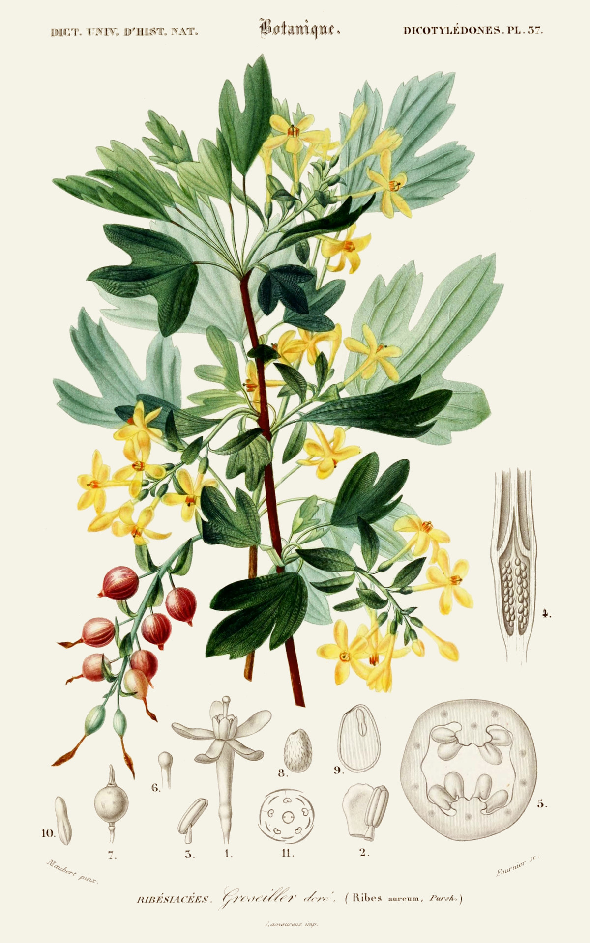 ribes_aureum.jpg