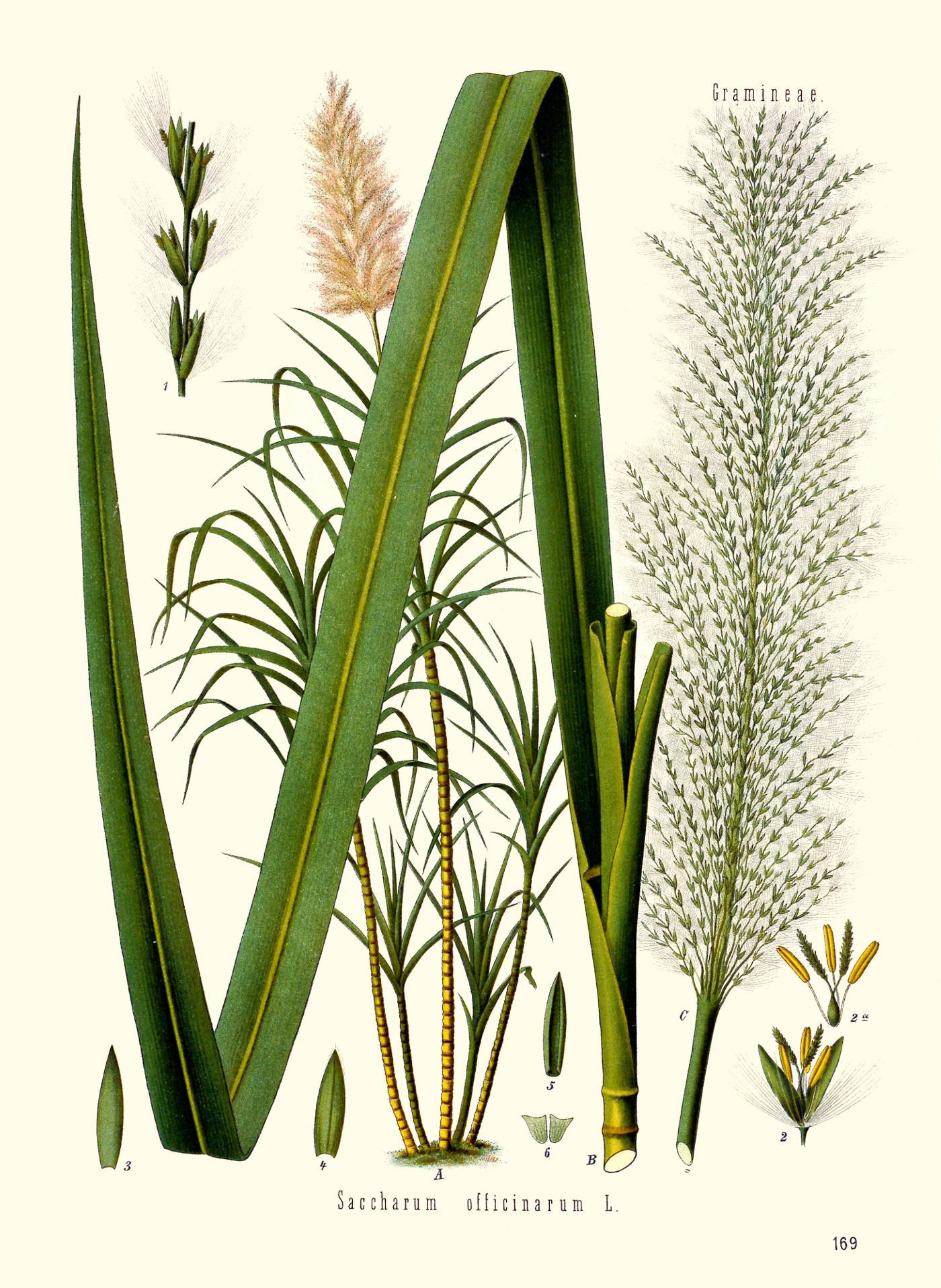 saccharum_officinarum.jpg