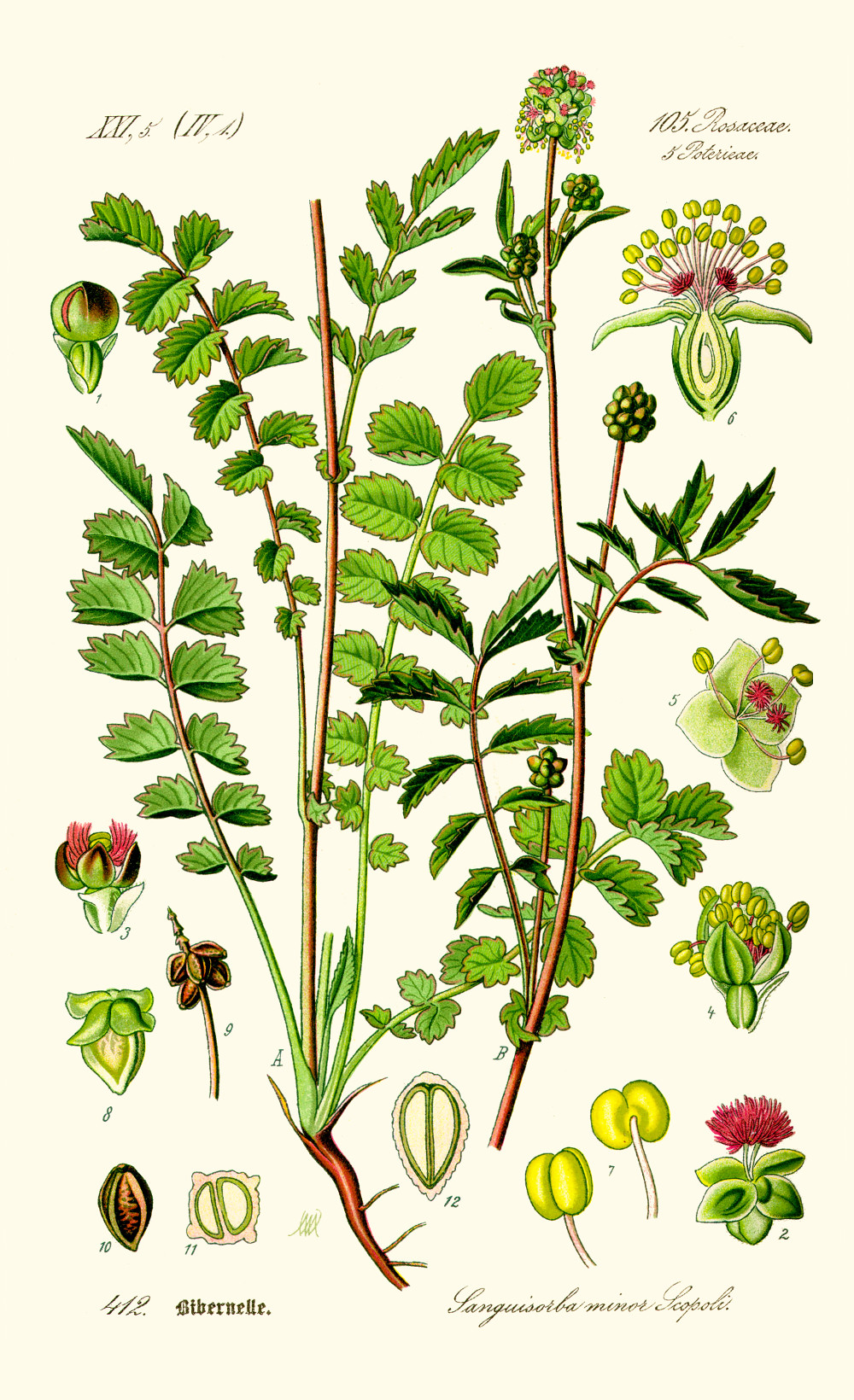 sanguisorba_minor.jpg