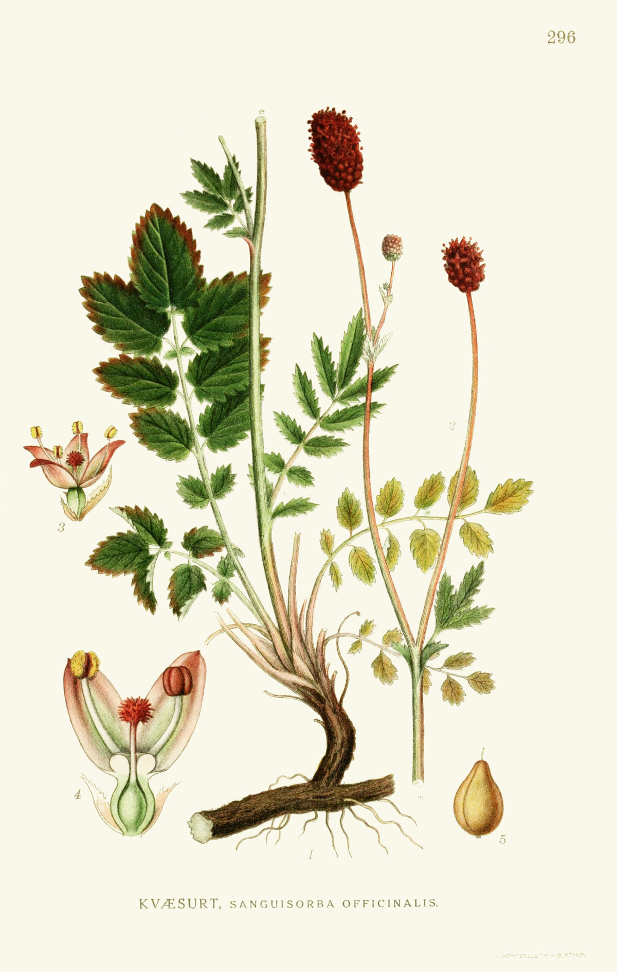 sanguisorba_officinalis.jpg