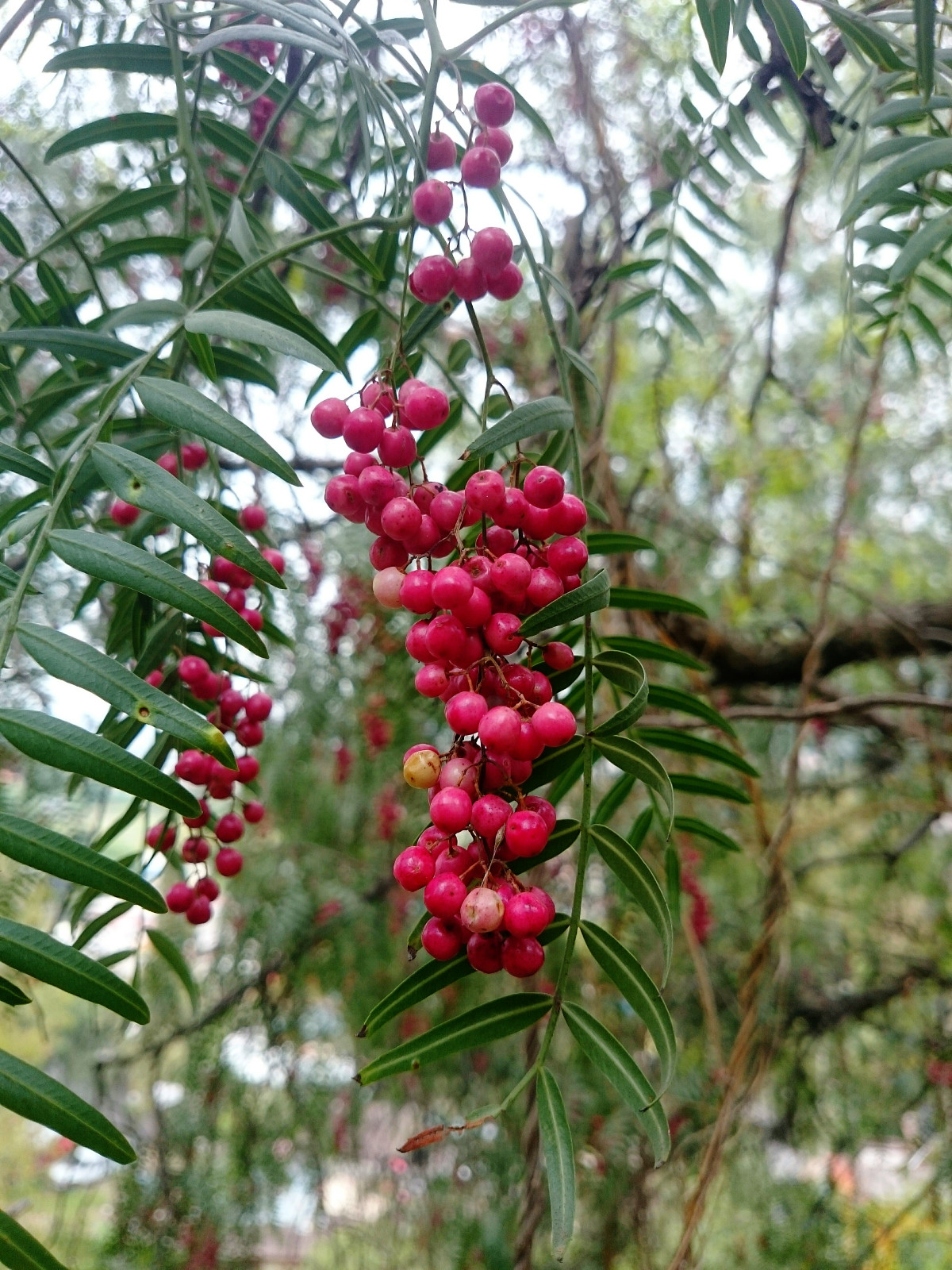 schinus_mollefruits.jpg