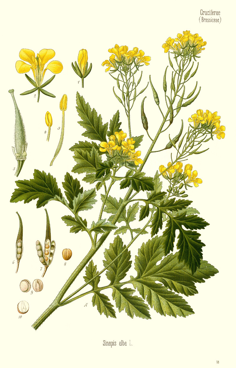 sinapis_alba.jpg