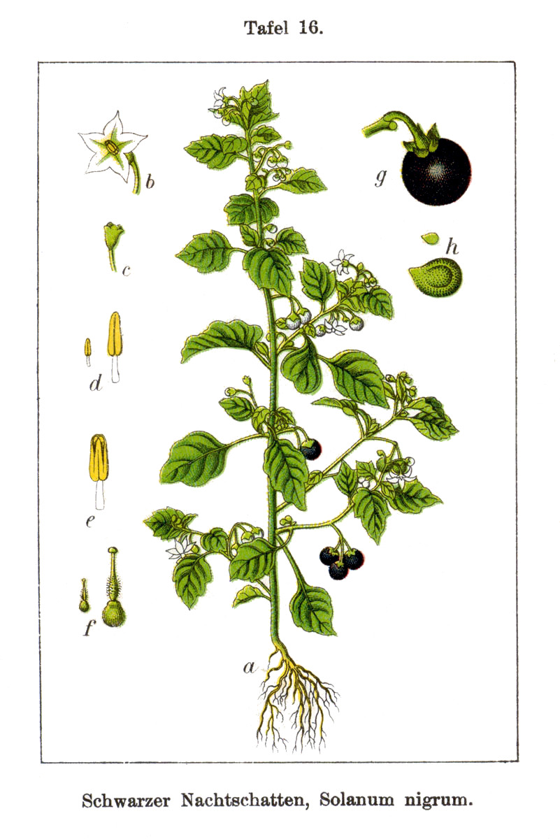 solanum_nigrum.jpg
