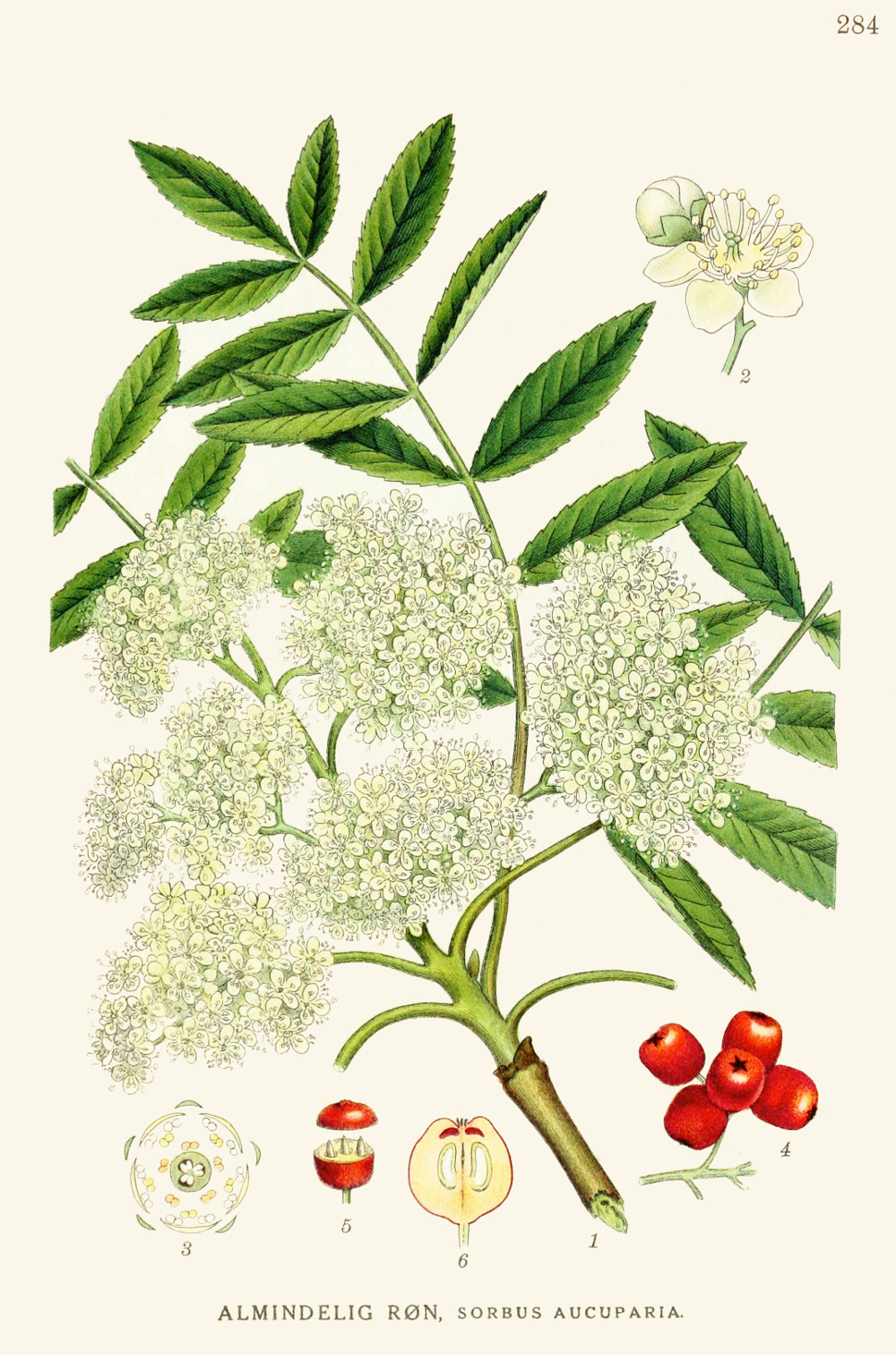 sorbus_aucuparia.jpg