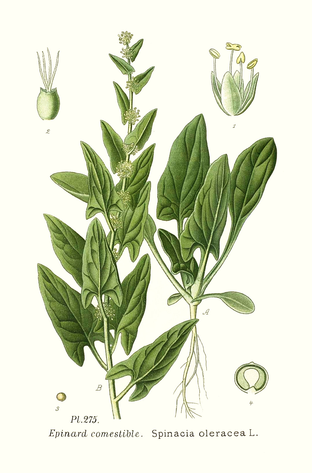spinacia_oleracea.jpg