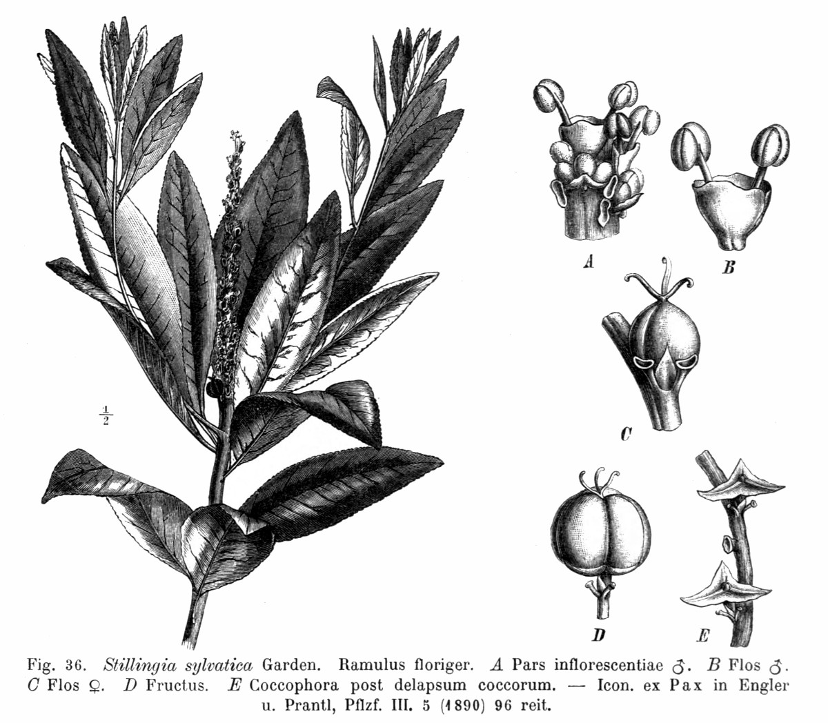 stillingia_sylvatica.jpg