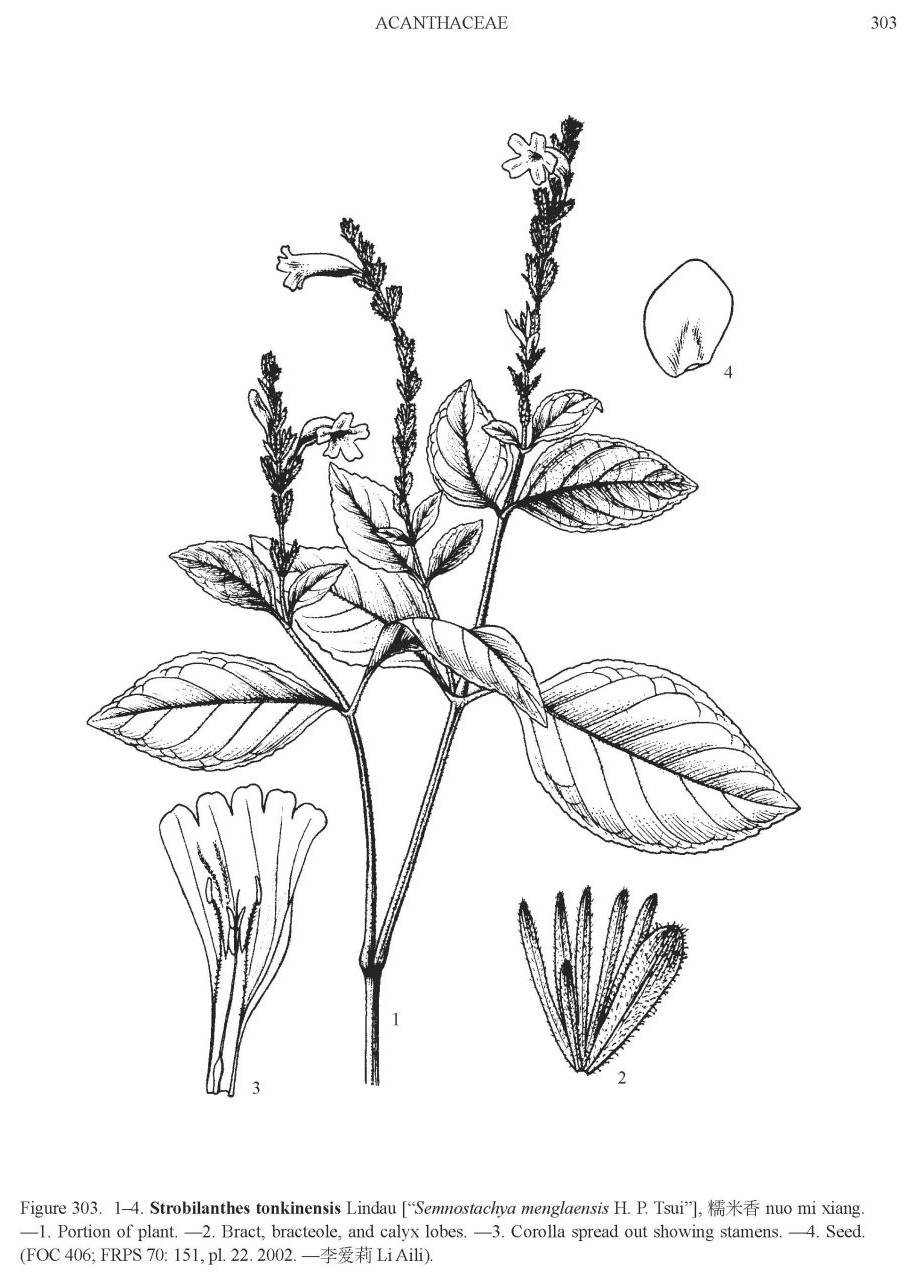 strobilanthes_tonkinensis_foc.jpg