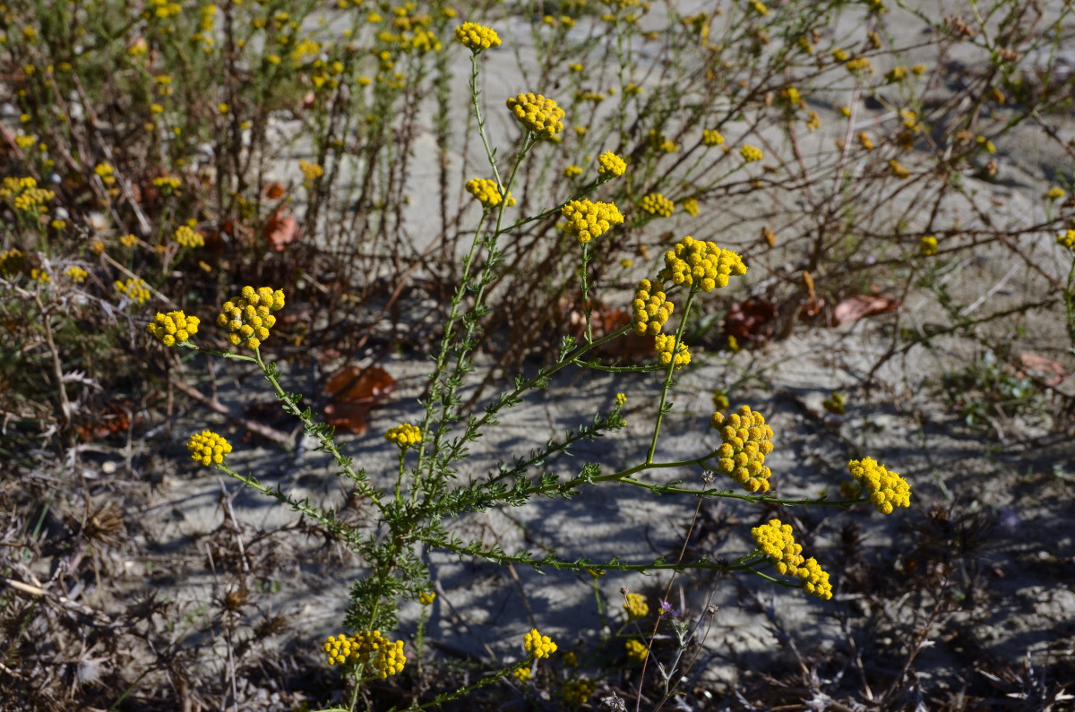 tanacetum_annuum.jpg