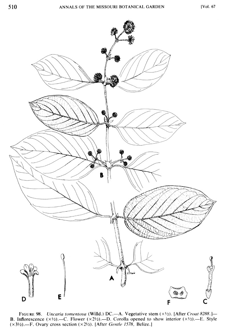 uncaria_tomentosa.jpg