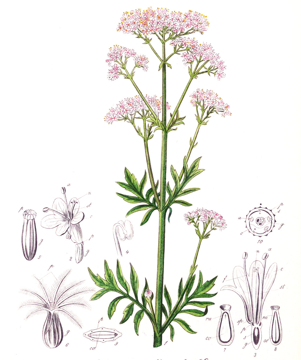 valeriana_officinalis.jpg