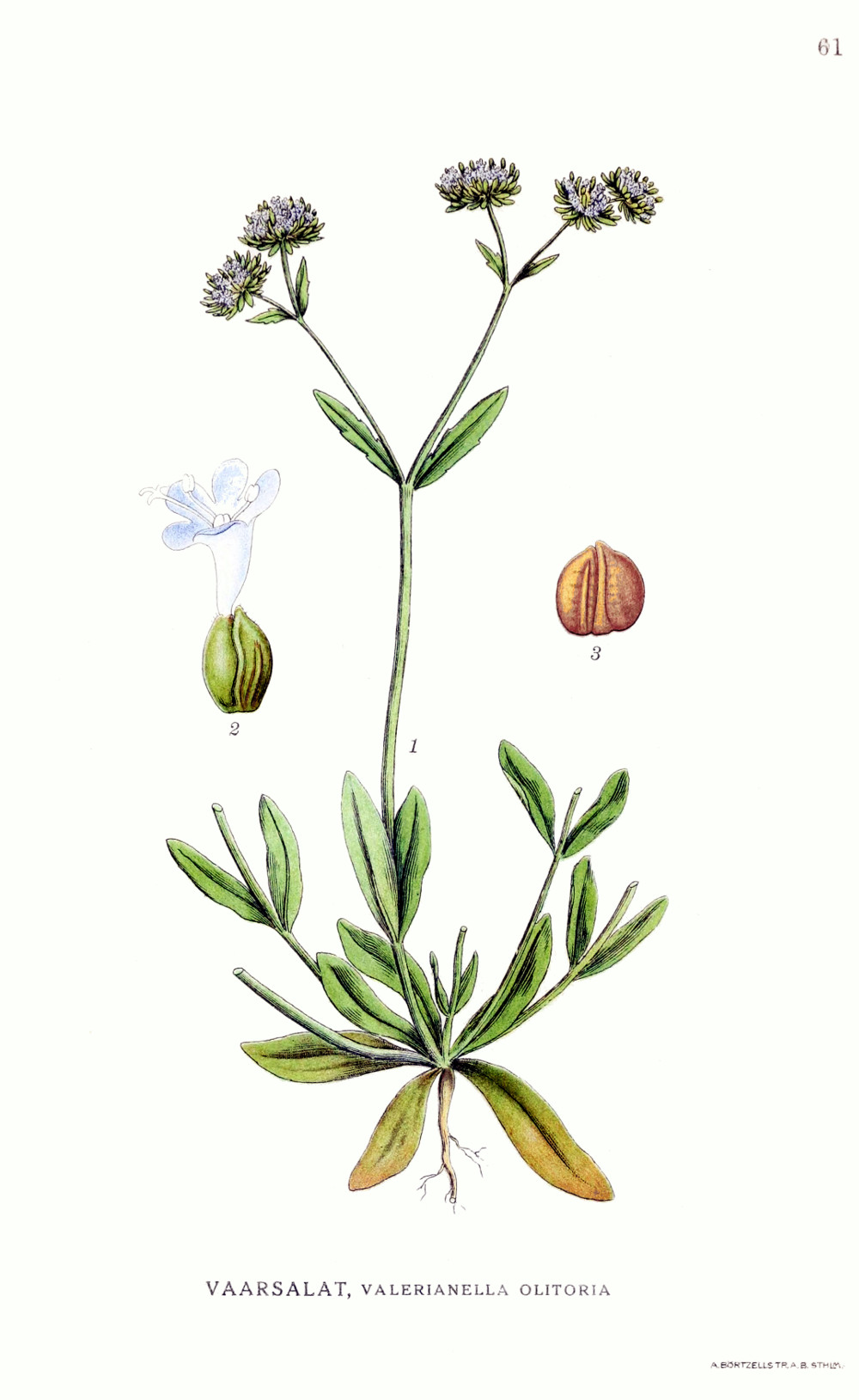 valerianella_olitoria.jpg
