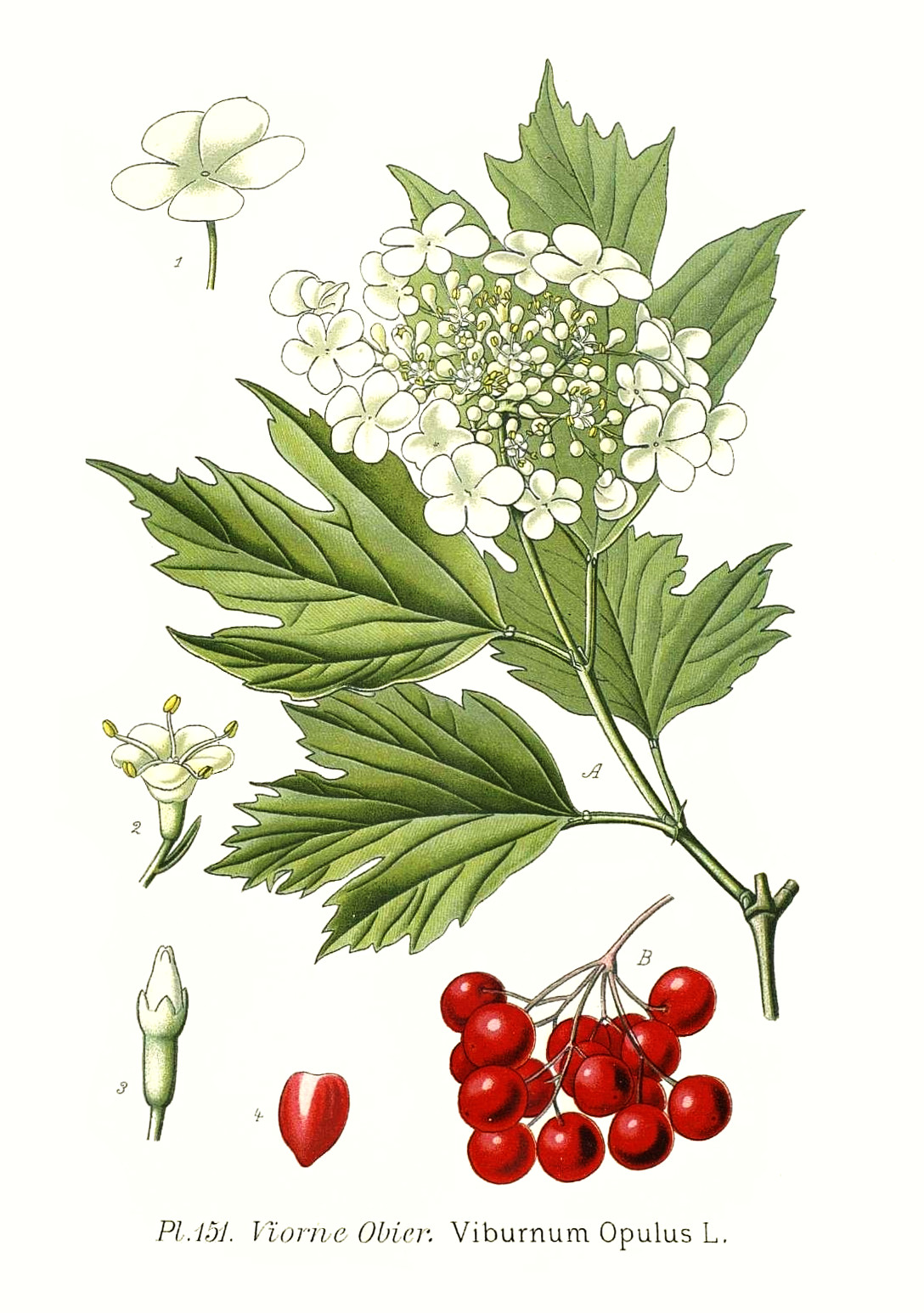 viburnum_opulus.jpg