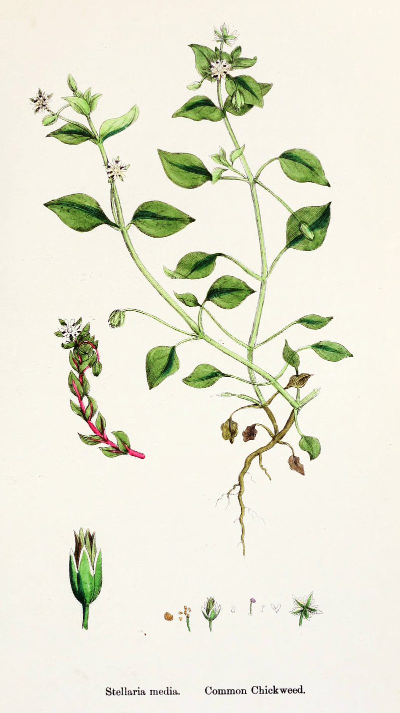 vogelmiere.jpg