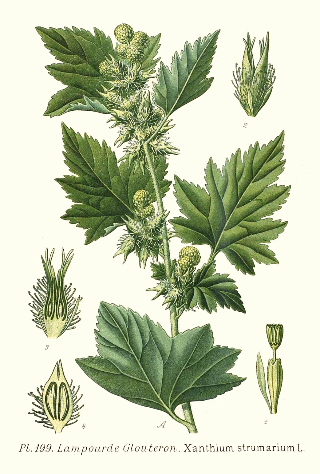 xanthium_strumarium.jpg