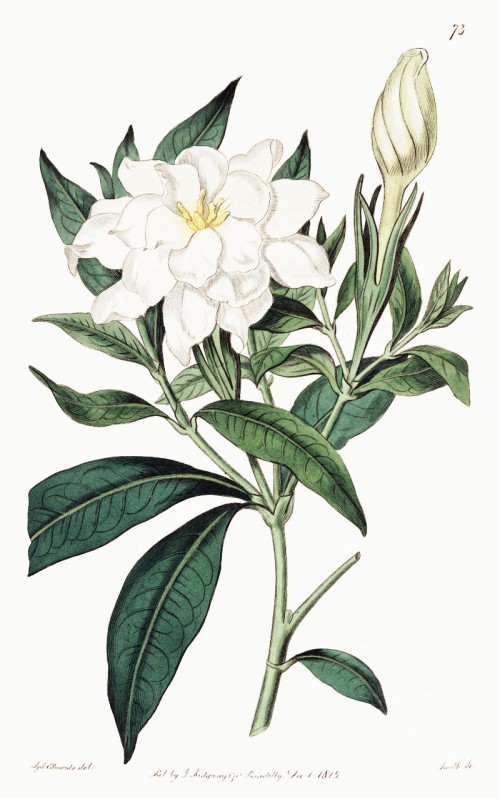 gardenia_jasminoides.jpg