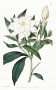 gardenia_jasminoides.jpg