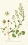 cochlearia_officinalis.jpg