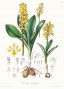 orchis_pallens.jpg