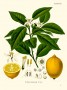 citrus_limon.jpg