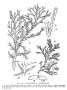 juniperus_chinensis_bw.jpg
