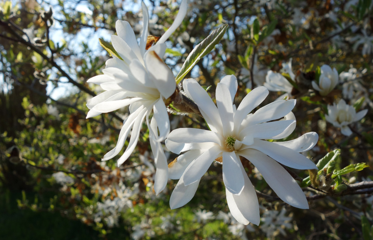 sternmagnolie.jpg sternmagnolie.jpg