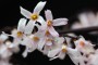 abeliophyllum_distichum.jpg