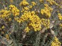 helichrysum_italicum_subsp_microphyllum.jpg