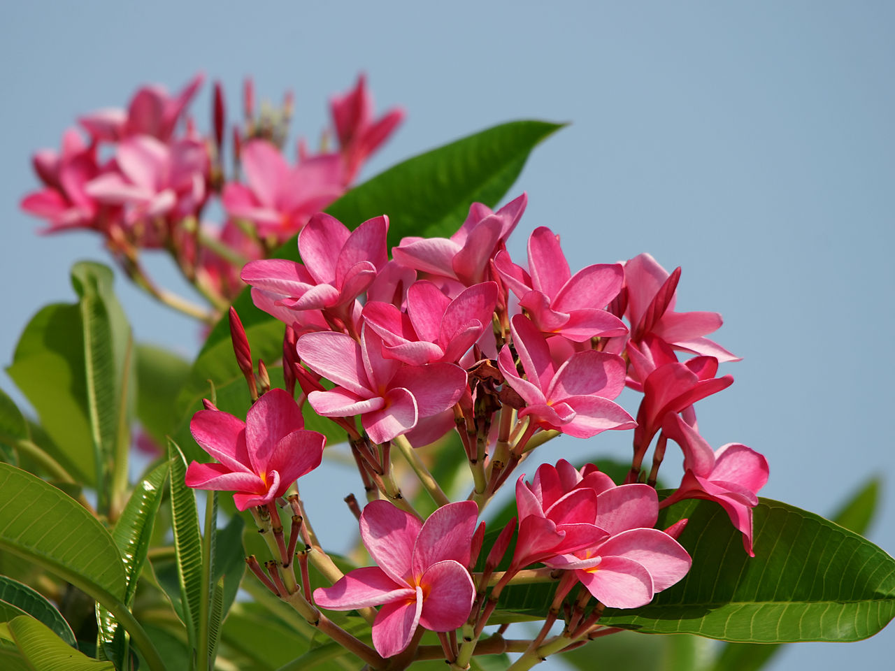 plumeria_rubra_flowers.jpg