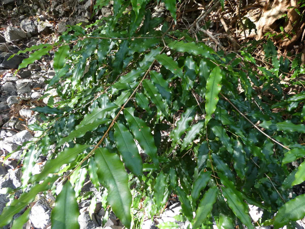 syzygium_anis.jpg