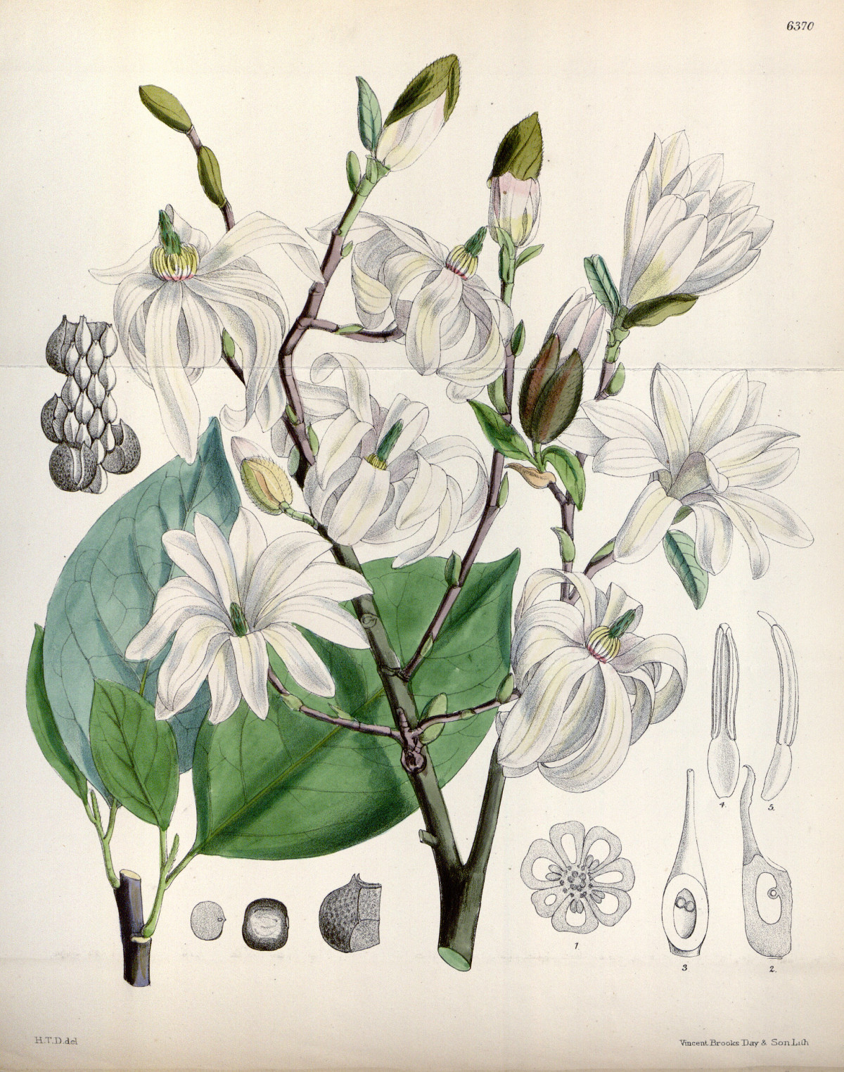 magnolia_stellata.jpg