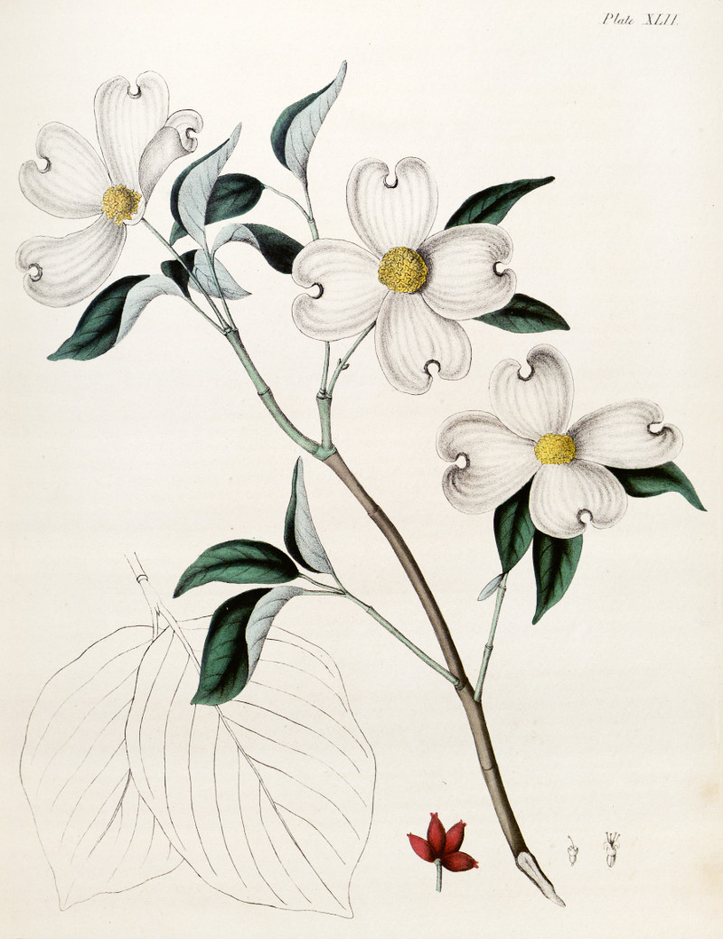 cornus_florida.jpg