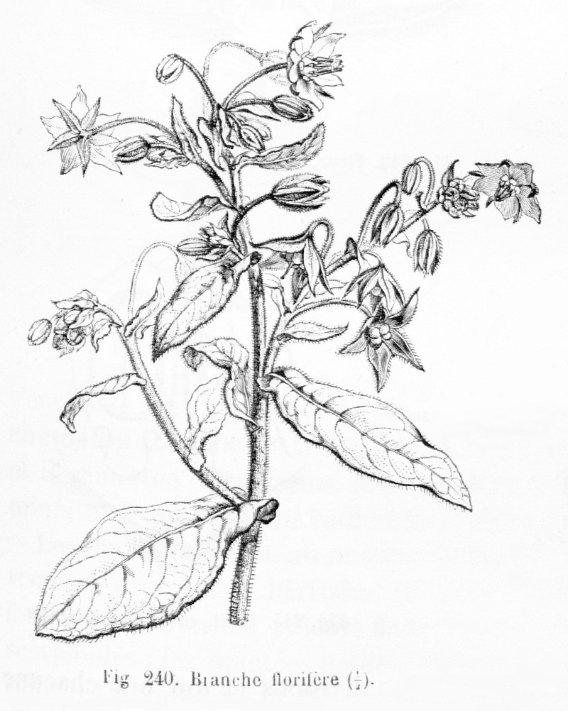 borago_officinalis_bw.jpg