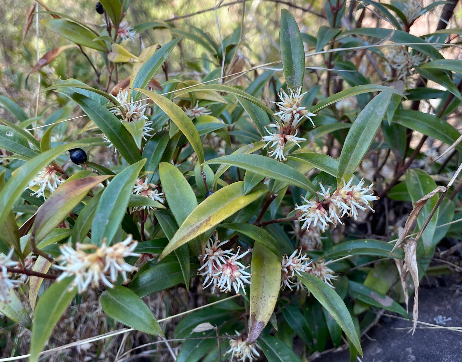 sarcococca_hoo.jpg