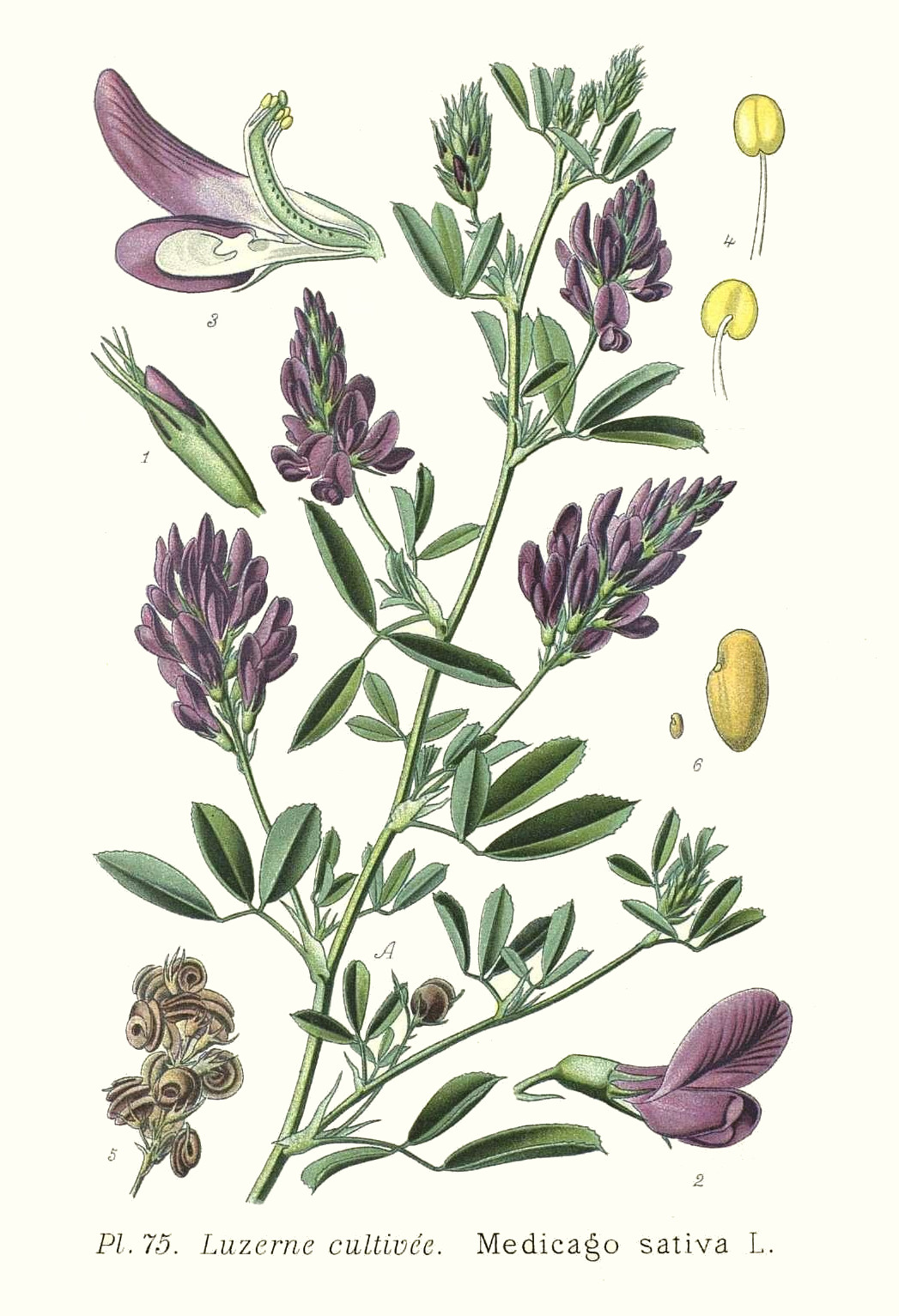 medicago_sativa.jpg